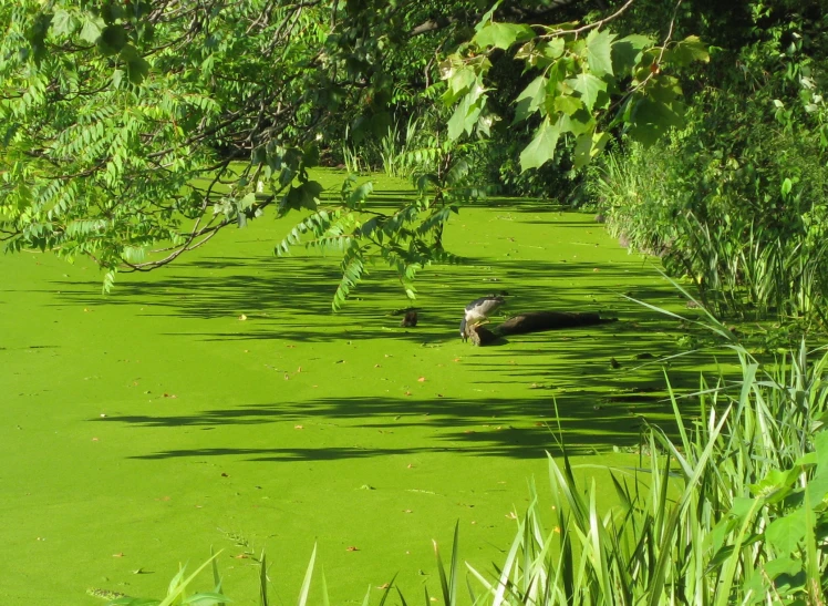 some green water in the middle of a swampy body of water