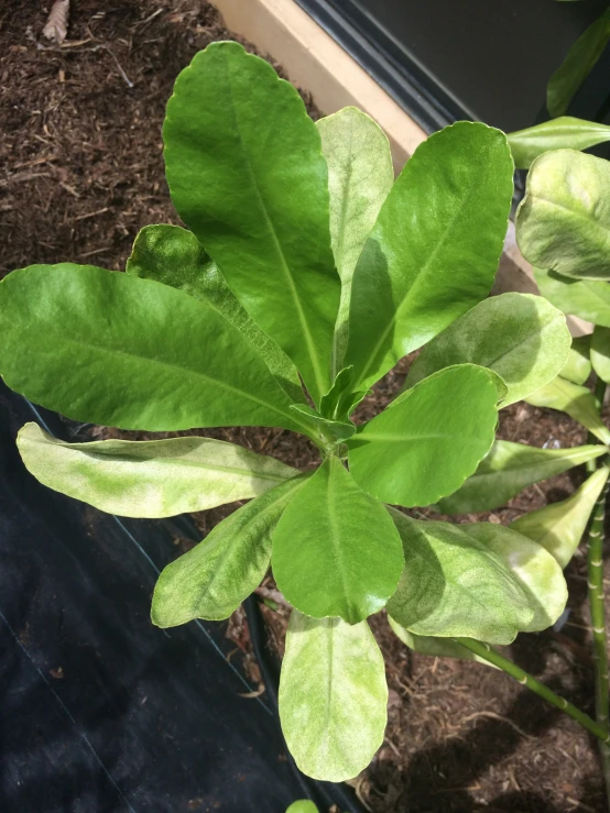 a green plant in a window pane