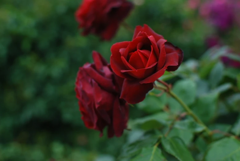 two roses with one red flower is blooming