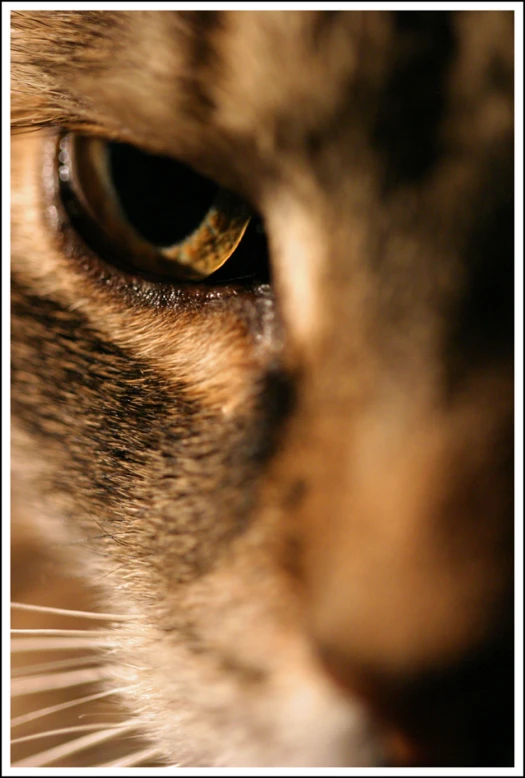 an extreme close up po of a cat's eye