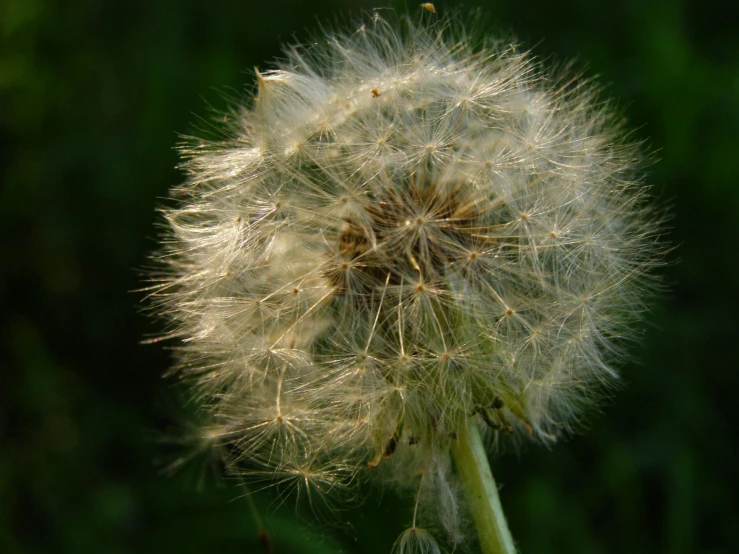 a dandelion with large seeds, in the wind