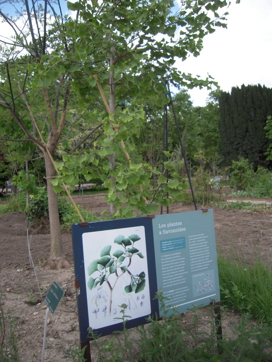 a small tree sits near a large sign in the middle of a field