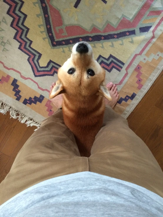 an overhead view of a dog with its head on a person's leg