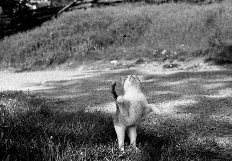 a black and white image of a dog standing in a field