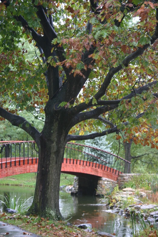 a bridge spans a river near a tree with orange leaves