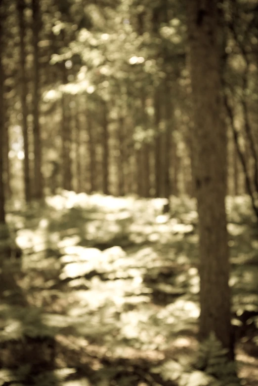 a black and white po of a dirt path through a forest