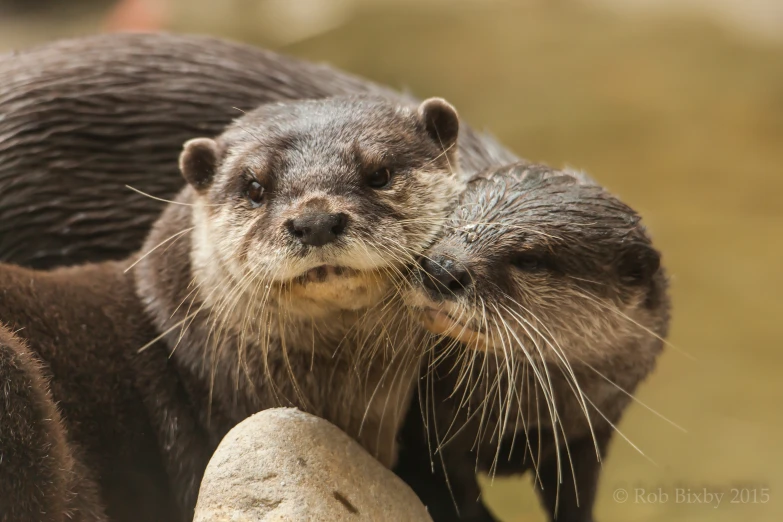 two brown otters standing near one another