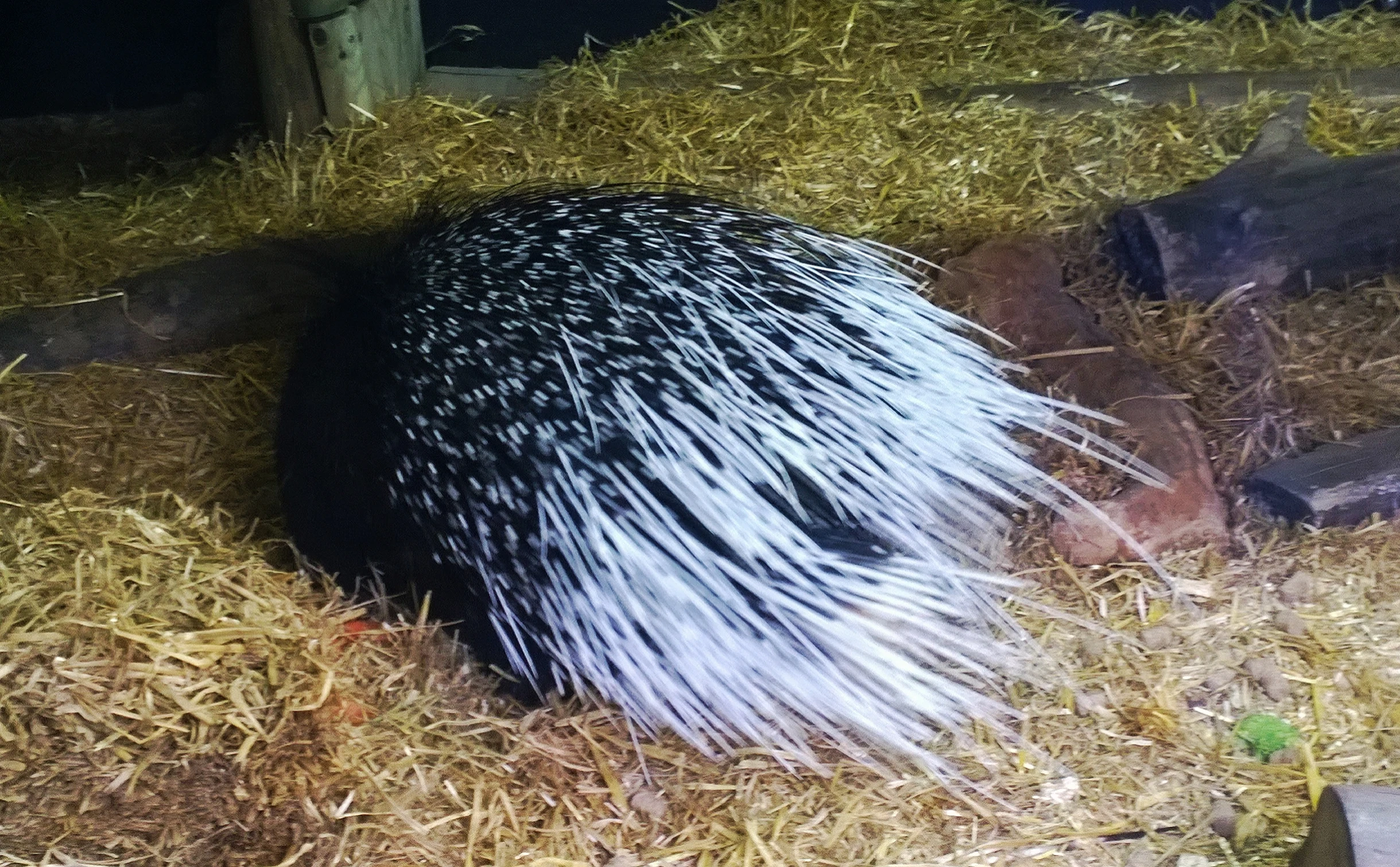 a porcupine laying in the hay and straw on the ground