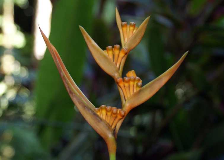 two flowers with small water droplets on them