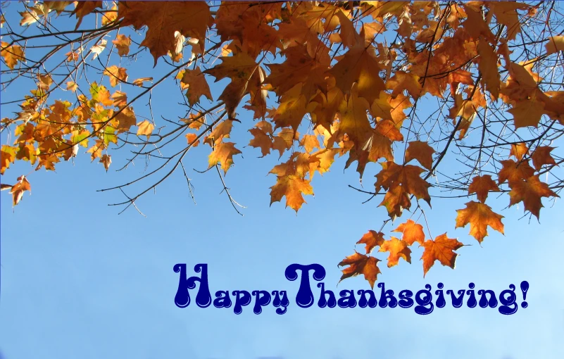 the blue happy thanksgiving card is under a leafy tree