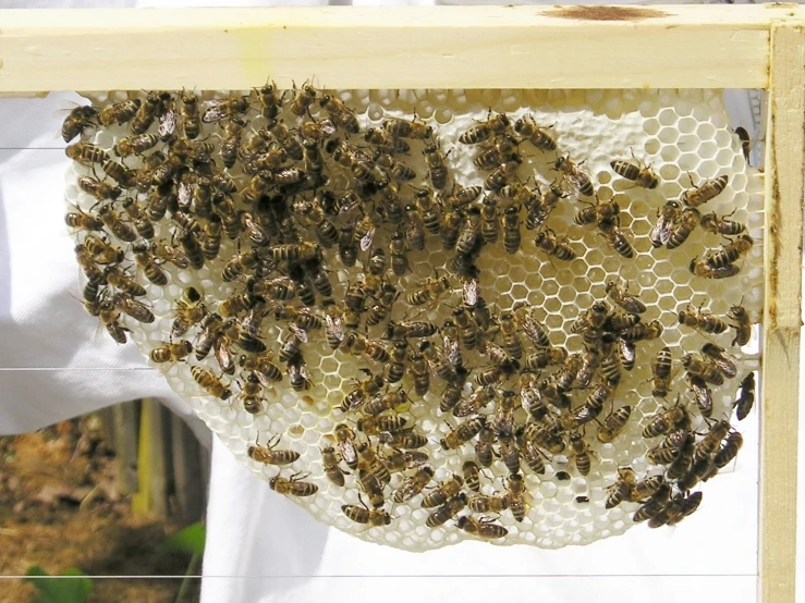 a swarm of bees hangs from the ceiling of a honey house