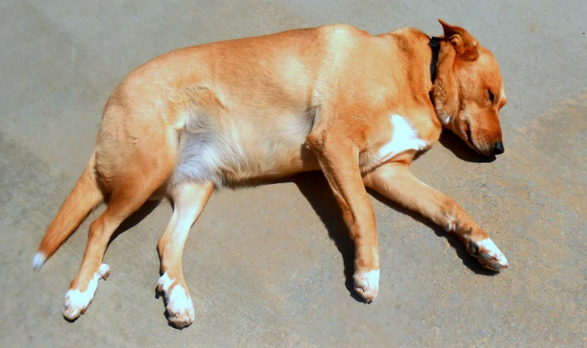 an orange and white dog is lying on the ground