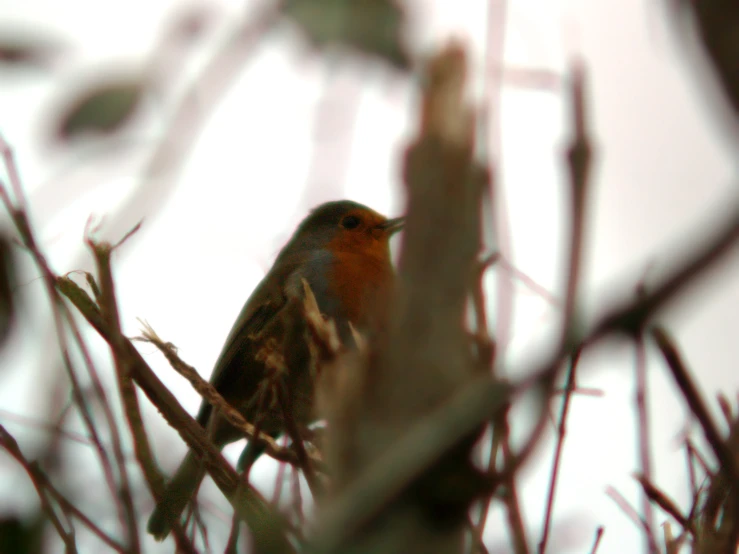 the bird is perched on a nch with only its head visible