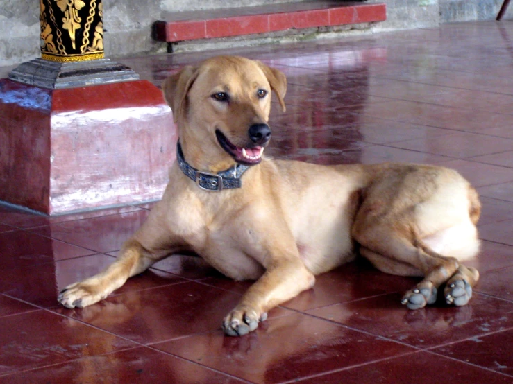 the light colored dog lies on a tiled floor near a table and a planter