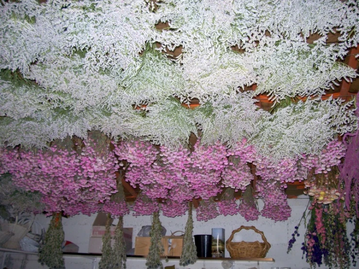 the flowery white trees have purple flowers