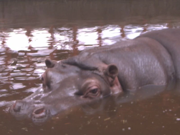 a hippo floating in the water with its mouth open