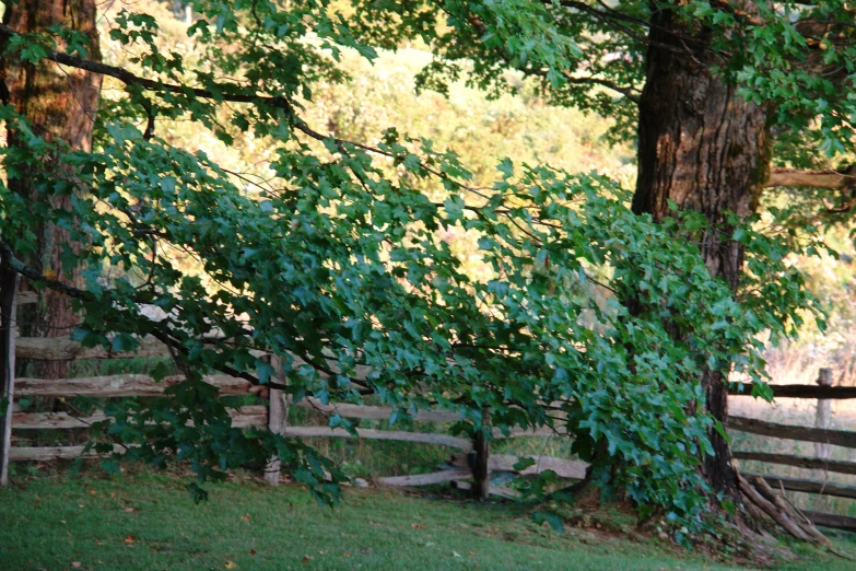 a tree leans over a fence near a field