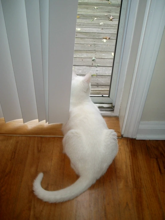 a white cat is looking out of the window