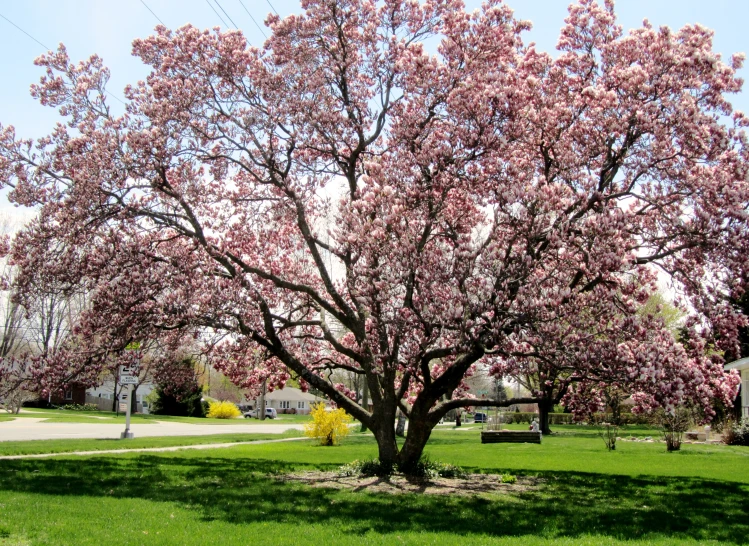 a tree filled with lots of pink flowers