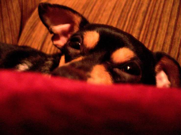 two dogs are sitting on a couch, one has his head down