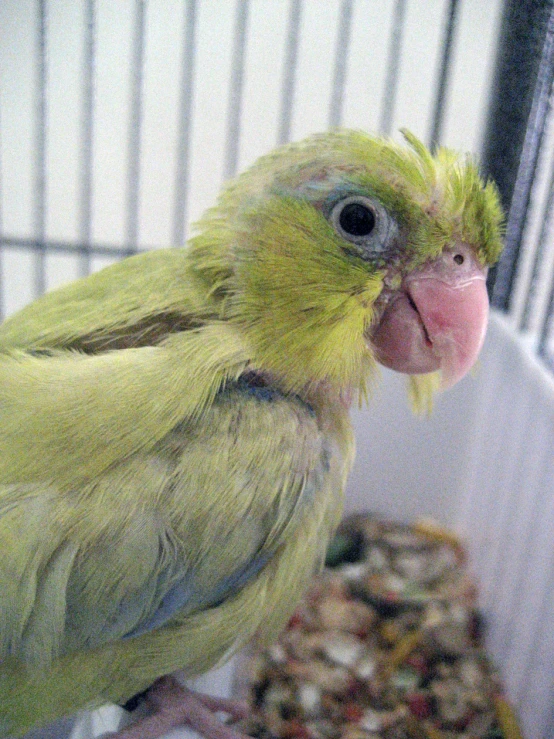 a small green bird is standing in a cage