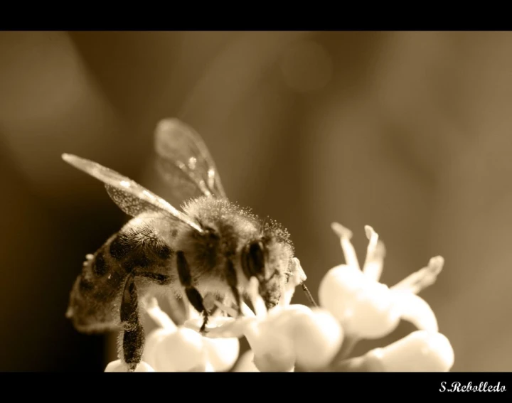 two bees sitting on top of each other