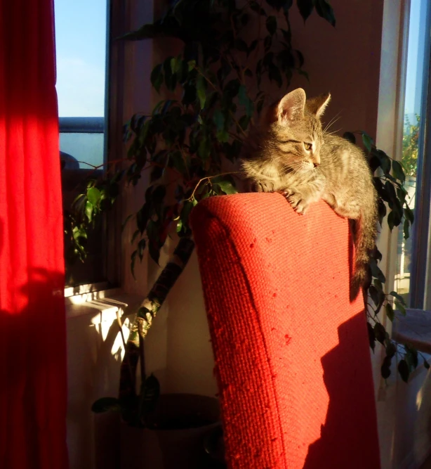 an adorable kitten laying on top of a red cushion