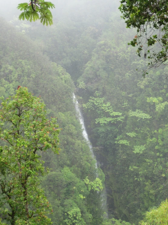 a small waterfall in the middle of a foggy forest