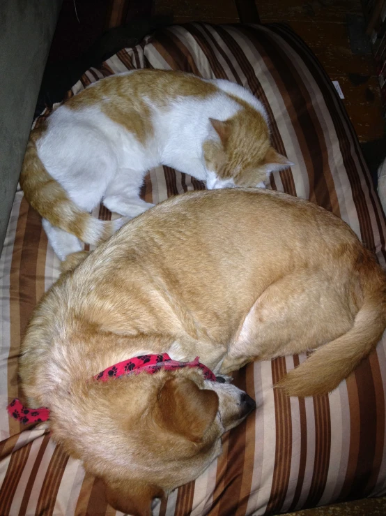 a cat and dog sleeping on top of a bed