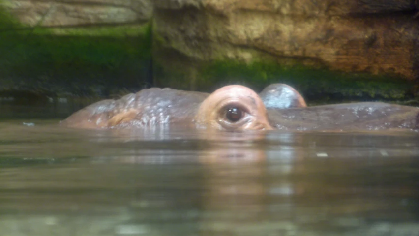 a close - up image of a brown and white animal in the water