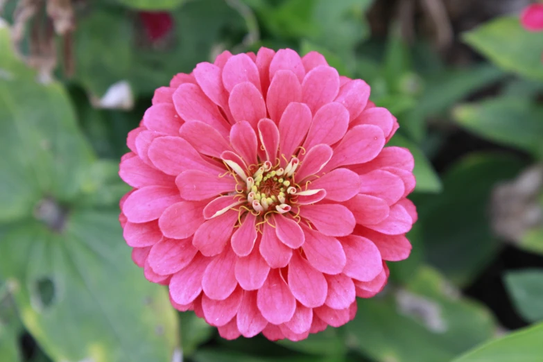 a bright pink flower surrounded by green leaves