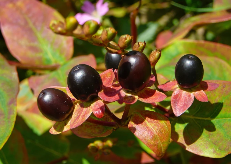 some berries are hanging off a tree nch