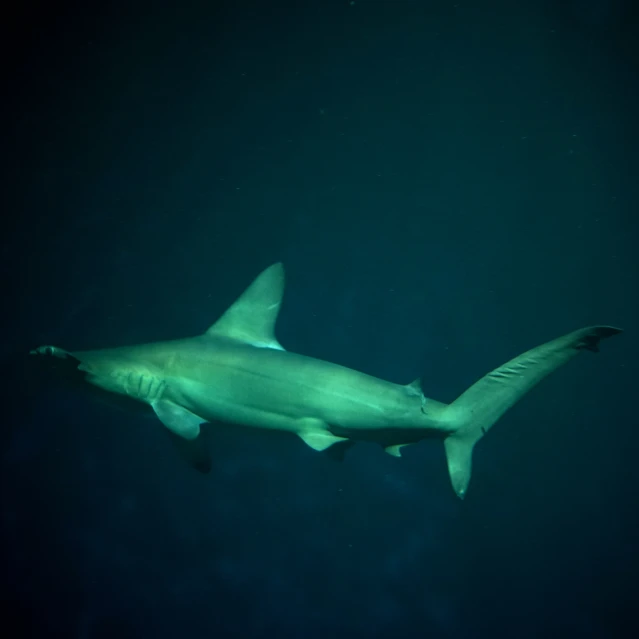 an underwater s of a large white shark