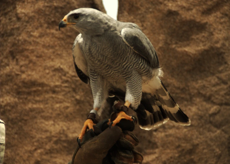 a person holds a falcon perched on its arm