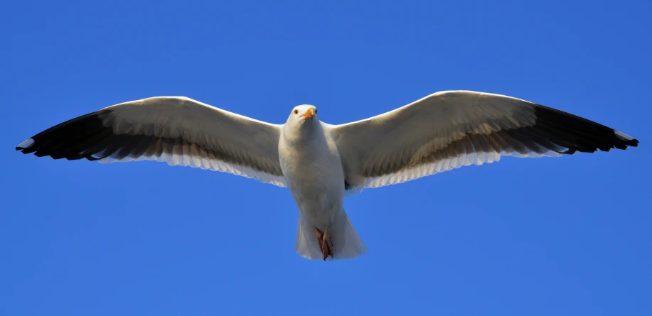 white seagull flying overhead, in the middle of the day