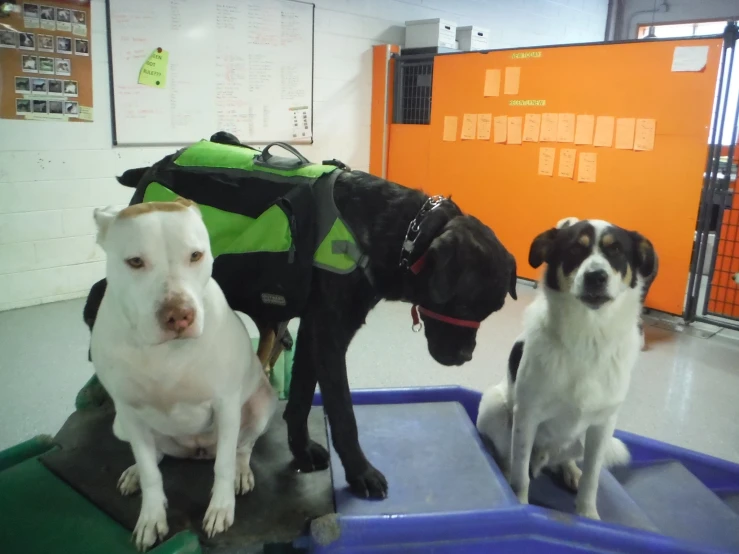 three dogs sitting on a trampoline near a wall