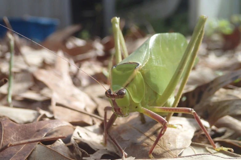 a green praying bug in the leaves outside