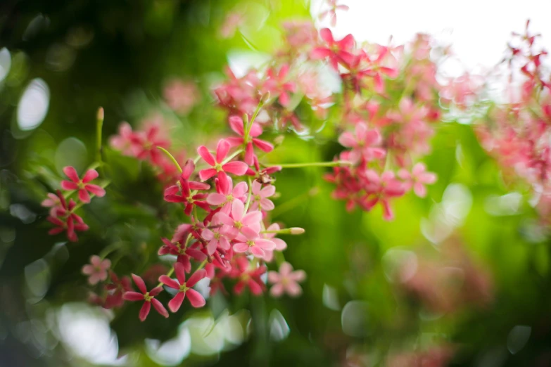 an arrangement of flowers sitting on top of a tree nch