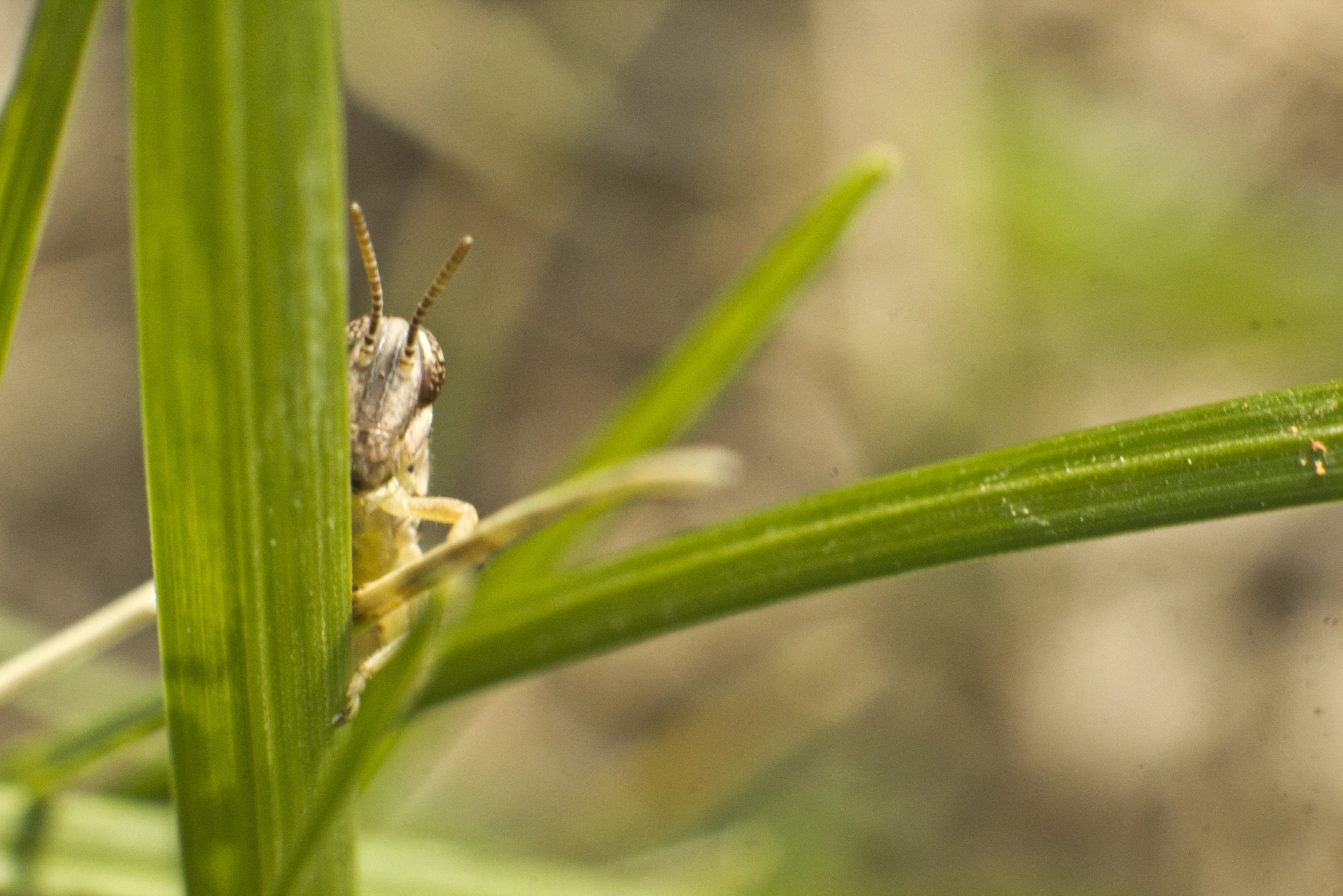 a small insect sitting on top of a grass covered field