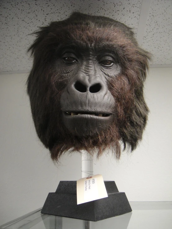 this is a replica gorilla's head and gorillas face