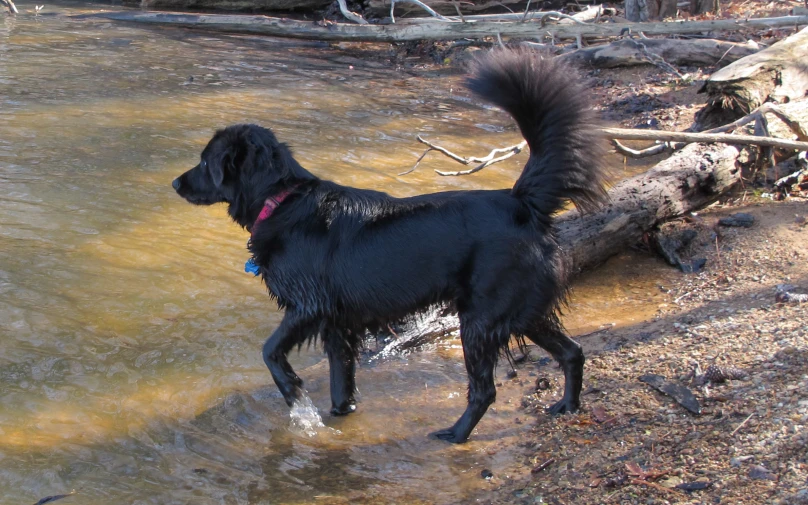 the dog is standing in the shallow water