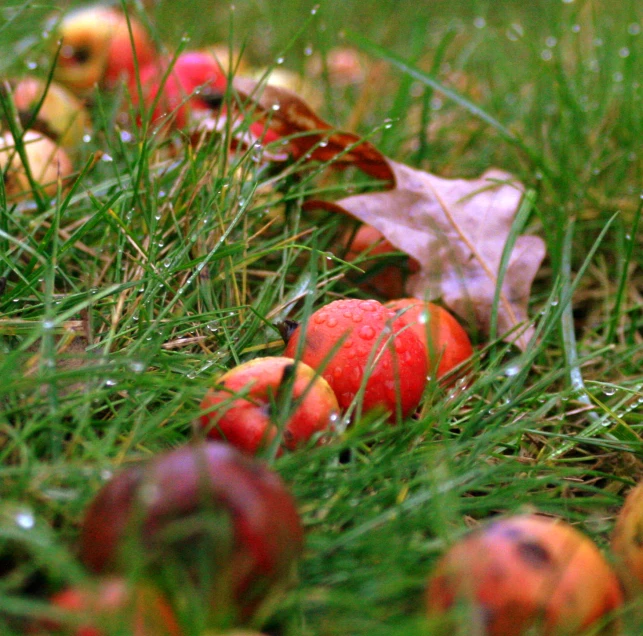 apples sitting on grass next to an autumn leaf