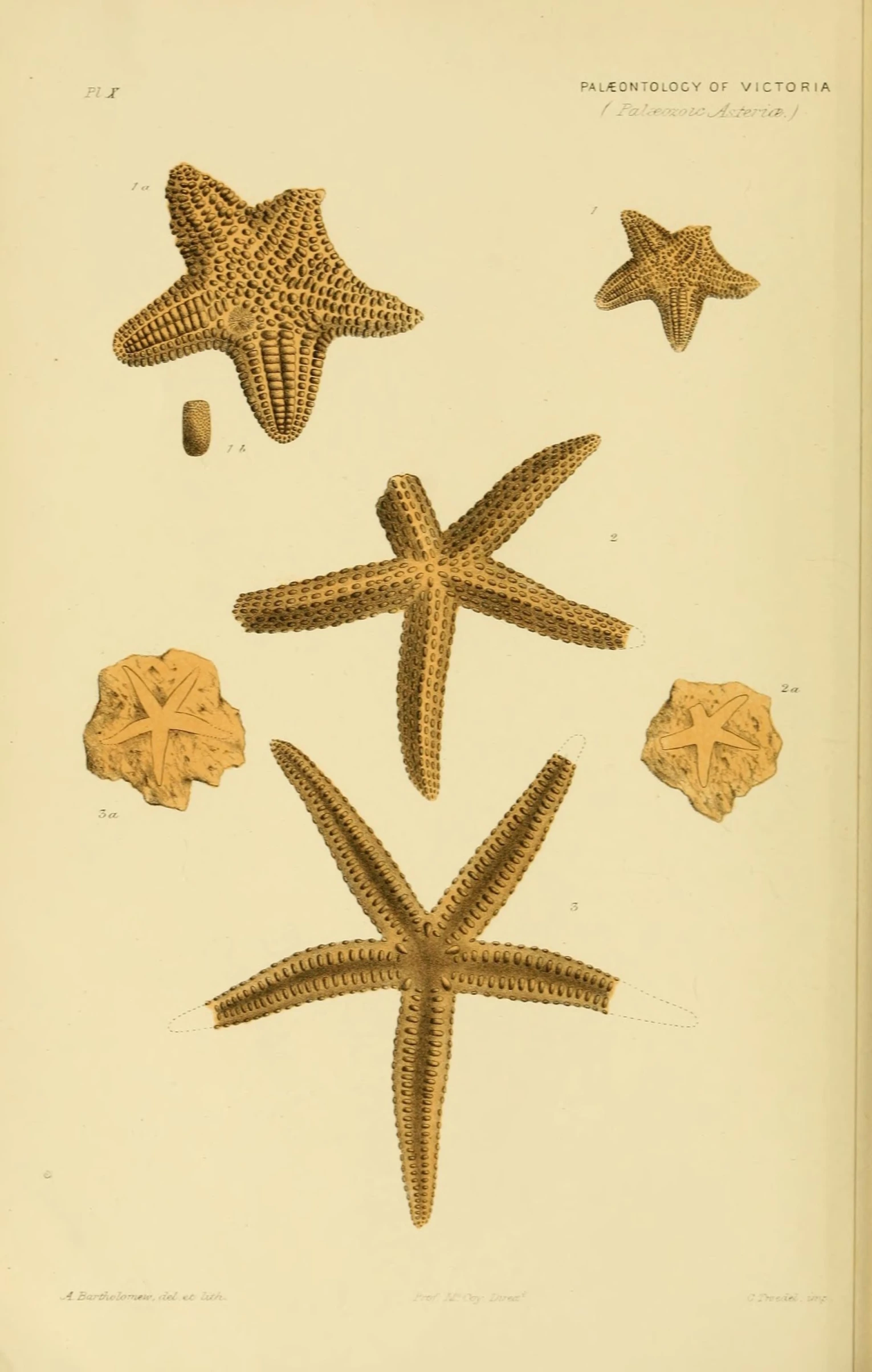 illustration of five sea starfish in two rows and four stars attached to each others