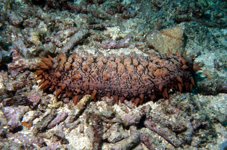 an underwater po of an strange looking coral on the ocean