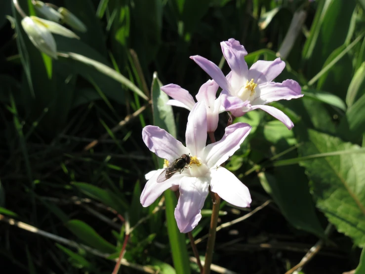 some very pretty flowers in some grass by some plants