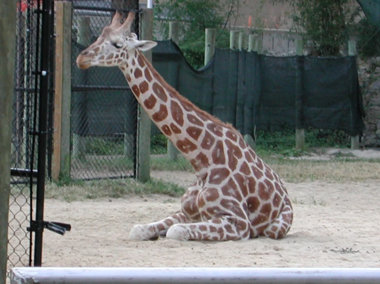 a giraffe in the sand looking through the fence