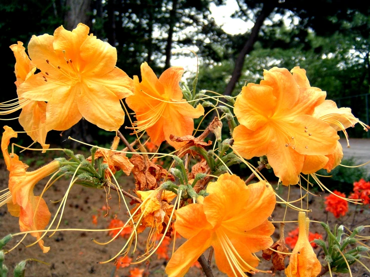 bright orange flowers with green stems in foreground