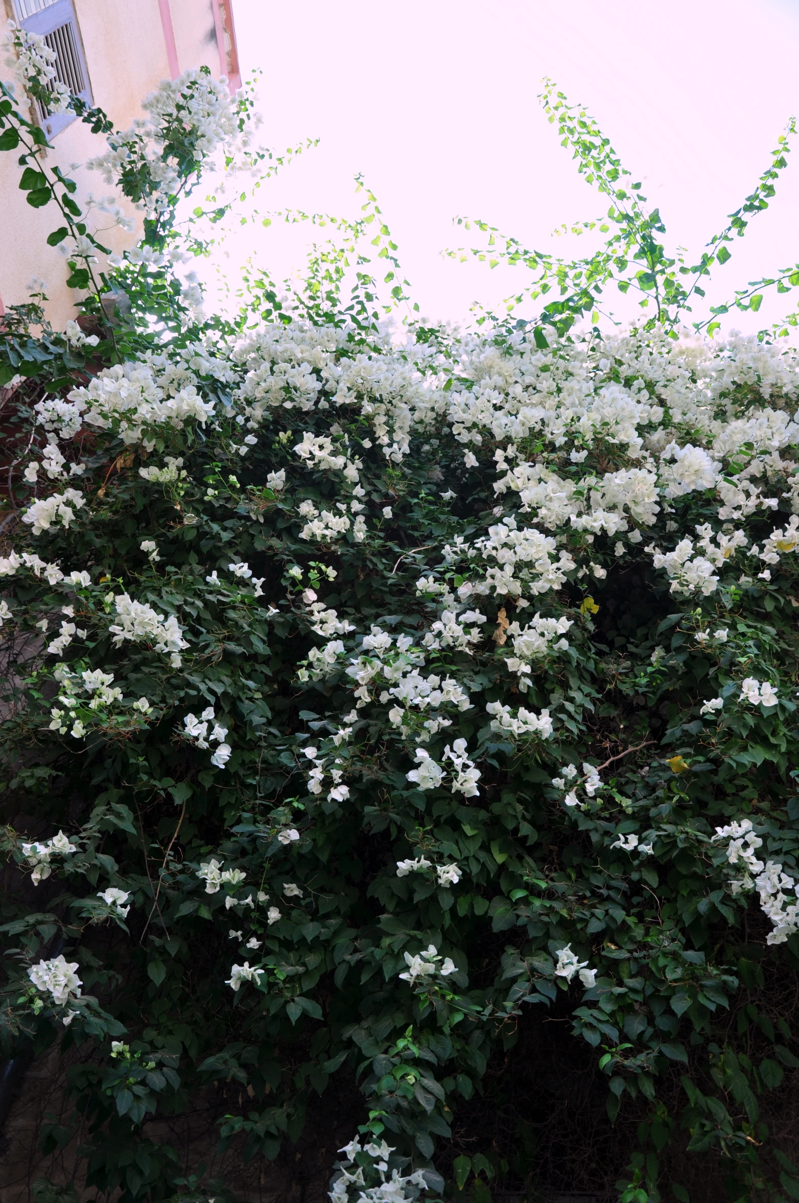 small white flowers bloom on the side of a building