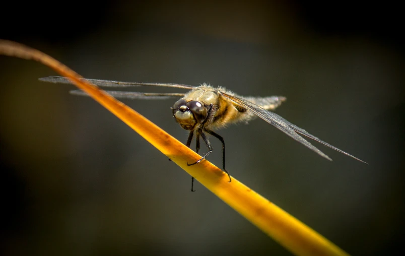 a fly sits on top of a long yellow plant stem