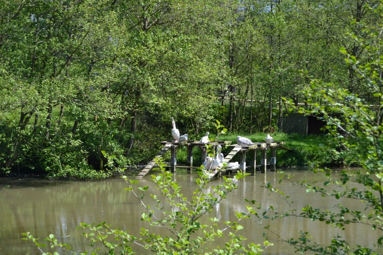 swans are standing on the dock that is sitting in a lake